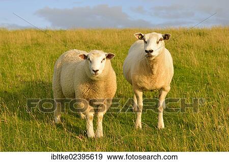 "Sheep on the dike of St. Peter-Ording, North Frisia, Schleswig-Holstein, Germany, Europe" View Large Photo Image Stock Photo - "Sheep on the dike of St. Peter-Ording, North Frisia, Schleswig-Holstein, Germany, Europe". Fotosearch