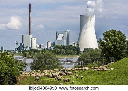"Sheep on the pasture in front of the Walsum STEAG power plant, a coal-fired power station, cooling tower Block 10, on the Rhine, Duisburg, Ruhr district, North Rhine-Westphalia, Germany, Europe" View Large Photo Image Stock Image - "Sheep on the pasture in front of the Walsum STEAG power plant, a coal-fired power station, cooling tower Block 10, on the Rhine, Duisburg, Ruhr district, North Rhine-Westphalia, Germany, Europe". Fotosearch