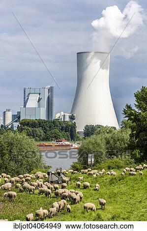 Stock Photo - "Sheep on the pasture in front of the Walsum STEAG power plant, a coal-fired power station, cooling tower Block 10, on the Rhine, Duisburg, Ruhr district, North Rhine-Westphalia, Germany, Europe". Fotosearch
