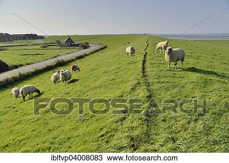 "Sheep (Ovis aries) on a dike, Pellworm, North Frisia, Schleswig-Holstein, Germany, Europe" View Large Photo Image Stock Image - "Sheep (Ovis aries) on a dike, Pellworm, North Frisia, Schleswig-Holstein, Germany, Europe". Fotosearch