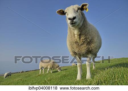 Stock Photo - "Sheep (Ovis aries) on a dike, Pellworm, North Frisia, Schleswig-Holstein, Germany, Europe". Fotosearch