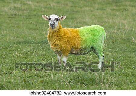 "Sheep painted in the colours of Donegal, near Ardara, County Donegal, Ireland, PublicGround, Europe" View Large Photo Image Stock Image - "Sheep painted in the colours of Donegal, near Ardara, County Donegal, Ireland, PublicGround, Europe". Fotosearch