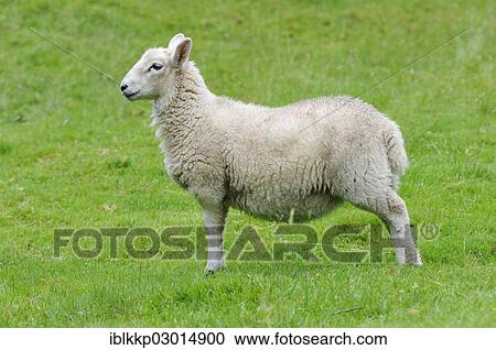 "Sheep standing on a green meadow, Betws-y-Coed, Wales, United Kingdom, Europe" View Large Photo Image Stock Image - "Sheep standing on a green meadow, Betws-y-Coed, Wales, United Kingdom, Europe". Fotosearch
