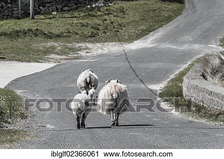 Stock Image - "Sheep walking on the road, Atlantic Drive, Letterkenny, County Donegal, Republic of Ireland, Europe". Fotosearch