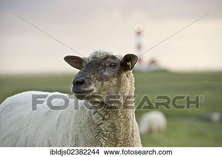 "Sheep, Westerheversand lighthouse at back, Westerhever, Eiderstedt, North Frisia, Schleswig-Holstein, Germany, Europe" View Large Photo Image Picture - "Sheep, Westerheversand lighthouse at back, Westerhever, Eiderstedt, North Frisia, Schleswig-Holstein, Germany, Europe". Fotosearch