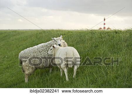 Stock Image - "Sheep, Westerheversand lighthouse at back, Westerhever, Eiderstedt, North Frisia, Schleswig-Holstein, Germany, Europe". Fotosearch