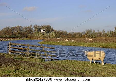 "Sheep, winter quarters, Hetlingen, Schleswig-Holstein, Germany, Europe" View Large Photo Image Stock Photograph - "Sheep, winter quarters, Hetlingen, Schleswig-Holstein, Germany, Europe". Fotosearch