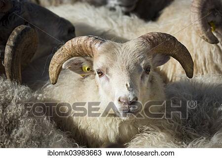 "Sheep with ear tag, sheep transhumance, near Hofn, Iceland, Europe" View Large Photo Image Stock Image - "Sheep with ear tag, sheep transhumance, near Hofn, Iceland, Europe". Fotosearch