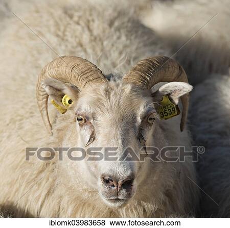 "Sheep with ear tags, sheep transhumance, near Hofn, Iceland, Europe" View Large Photo Image Stock Photo - "Sheep with ear tags, sheep transhumance, near Hofn, Iceland, Europe". Fotosearch