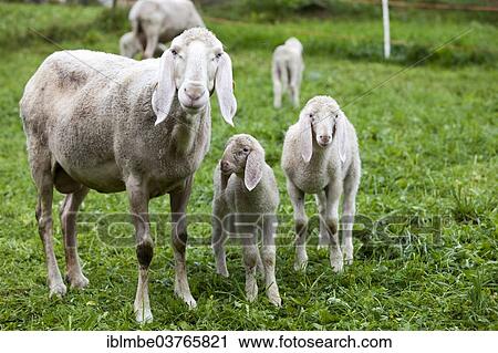 "Sheep with lambs, South Tyrol province, Trentino-Alto Adige, Italy, Europe" View Large Photo Image Stock Image - "Sheep with lambs, South Tyrol province, Trentino-Alto Adige, Italy, Europe". Fotosearch