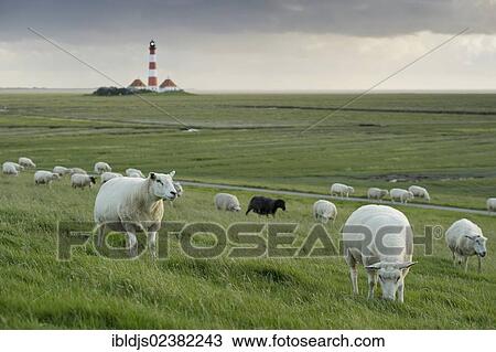 Stock Image - "Sheep with the Westerheversand lighthouse at back, Westerhever, Eiderstedt, North Frisia, Schleswig-Holstein, Germany, Europe". Fotosearch