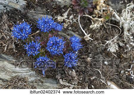"Sheep's Bit Scabious or Blue Bonnets (Jasione montana), Shetland Islands, Scotland, United Kingdom, Europe" View Large Photo Image Picture - "Sheep's Bit Scabious or Blue Bonnets (Jasione montana), Shetland Islands, Scotland, United Kingdom, Europe". Fotosearch