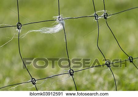 Stock Image - "Sheep's wool caught on a fence, Mykines, Utoyggjar, Outer Islands, Faroe Islands, Denmark, Europe". Fotosearch