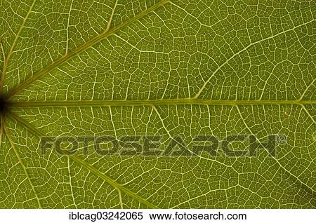 Stock Photography - "Sheet structure of the tricuspid creeper (Parthenocissus tricuspidata) in transmitted light, detail". Fotosearch