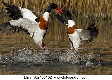 "Shelducks (Tadorna tadorna) fighting for territory, courtship, Minsener Oog, East Frisian Islands, Lower Saxony Wadden Sea National Park, Lower Saxony, Germany, Europe" View Large Photo Image Stock Image - "Shelducks (Tadorna tadorna) fighting for territory, courtship, Minsener Oog, East Frisian Islands, Lower Saxony Wadden Sea National Park, Lower Saxony, Germany, Europe". Fotosearch