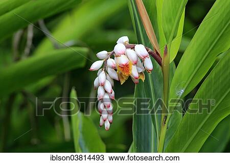 Stock Image - "Shell Ginger (Alpinia zerumbet), blossom, Miami, Florida, USA". Fotosearch