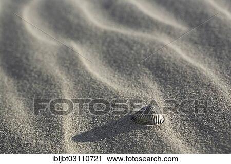 "Shell lying in the sand on the beach, Langeoog, Ostfriesische Inseln, Lower Saxony, Germany, Europe" View Large Photo Image Stock Image - "Shell lying in the sand on the beach, Langeoog, Ostfriesische Inseln, Lower Saxony, Germany, Europe". Fotosearch