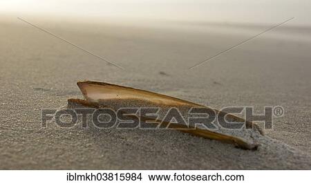 "Shell of a Sword Razor Clam (Ensis ensis), Amrum, North Frisian Islands, Schleswig-Holstein, Germany, Europe" View Large Photo Image Picture - "Shell of a Sword Razor Clam (Ensis ensis), Amrum, North Frisian Islands, Schleswig-Holstein, Germany, Europe". Fotosearch