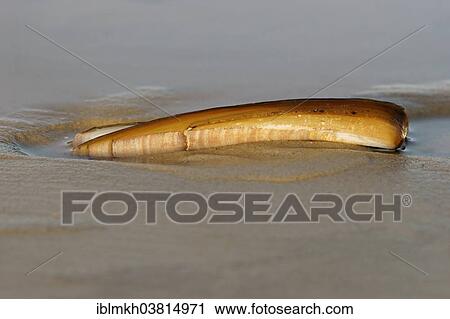 "Shell of a Sword Razor Clam (Ensis ensis), Amrum, North Frisian Islands, Schleswig-Holstein, Germany, Europe" View Large Photo Image Stock Image - "Shell of a Sword Razor Clam (Ensis ensis), Amrum, North Frisian Islands, Schleswig-Holstein, Germany, Europe". Fotosearch
