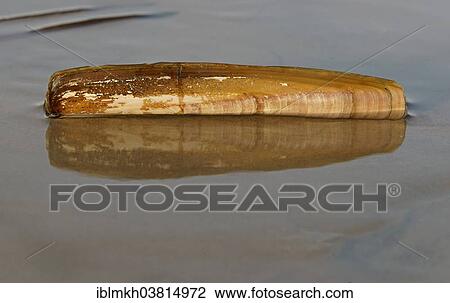 Stock Image - "Shell of a Sword Razor Clam (Ensis ensis), Amrum, North Frisian Islands, Schleswig-Holstein, Germany, Europe". Fotosearch