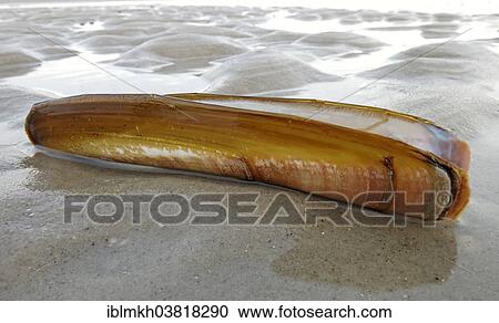 "Shell of a Sword Razor Clam (Ensis ensis), Amrum, North Frisian Islands, Schleswig-Holstein, Germany, Europe" View Large Photo Image Stock Image - "Shell of a Sword Razor Clam (Ensis ensis), Amrum, North Frisian Islands, Schleswig-Holstein, Germany, Europe". Fotosearch