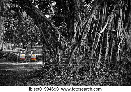 "Shell petrol station in the jungle near Luang Prabang, Laos, Southeast Asia, Asia" View Large Photo Image Stock Image - "Shell petrol station in the jungle near Luang Prabang, Laos, Southeast Asia, Asia". Fotosearch