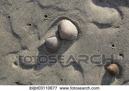 Stock Photo - "Shells lying in the sand on the beach, Langeoog, Ostfriesische Inseln, Lower Saxony, Germany, Europe". Fotosearch