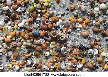 "Shells of water snails on the beach, Departement Finistere, Brittany, France, Europe" View Large Photo Image Stock Image - "Shells of water snails on the beach, Departement Finistere, Brittany, France, Europe". Fotosearch