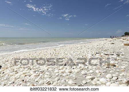 "Shells on the beach, Sanibel Island, Lee County, Florida, United States, North America" View Large Photo Image Stock Image - "Shells on the beach, Sanibel Island, Lee County, Florida, United States, North America". Fotosearch