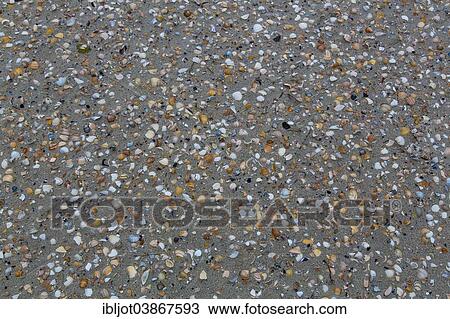"Shells on the beach, Spiekeroog, East Frisia, Lower Saxony, Germany, Europe" View Large Photo Image Stock Image - "Shells on the beach, Spiekeroog, East Frisia, Lower Saxony, Germany, Europe". Fotosearch