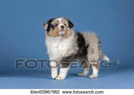 "Sheltie breed, puppy, 6 weeks, Blue Merle" View Large Photo Image Stock Image - "Sheltie breed, puppy, 6 weeks, Blue Merle". Fotosearch
