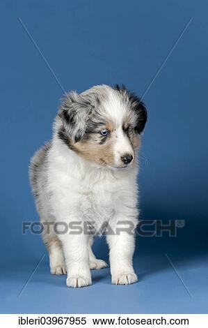 "Sheltie breed, puppy, 6 weeks, Blue Merle" View Large Photo Image Stock Photography - "Sheltie breed, puppy, 6 weeks, Blue Merle". Fotosearch
