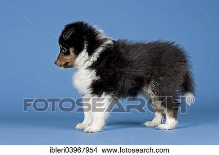 Picture - "Sheltie breed, puppy, 6 weeks, tricolor". Fotosearch