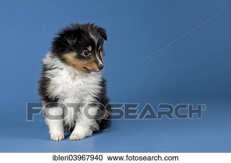 "Sheltie breed, puppy, 6 weeks, tricolor" View Large Photo Image Stock Image - "Sheltie breed, puppy, 6 weeks, tricolor". Fotosearch