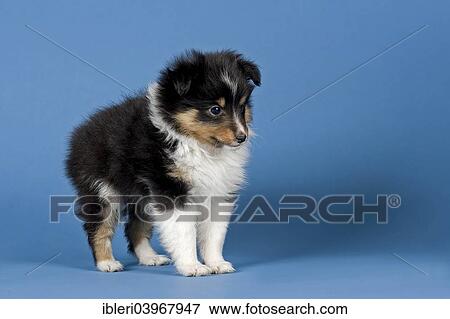 "Sheltie breed, puppy, 6 weeks, tricolor" View Large Photo Image Stock Photo - "Sheltie breed, puppy, 6 weeks, tricolor". Fotosearch