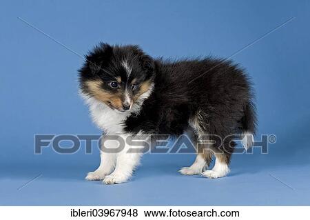 Stock Photo - "Sheltie breed, puppy, 6 weeks, tricolor". Fotosearch