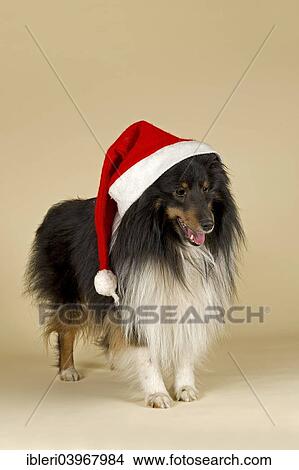 Sheltie wearing a Santa Hat View Large Photo Image Picture - Sheltie wearing a Santa Hat. Fotosearch
