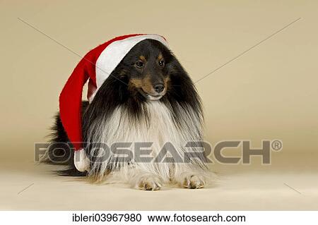Sheltie wearing a Santa Hat View Large Photo Image Stock Image - Sheltie wearing a Santa Hat. Fotosearch
