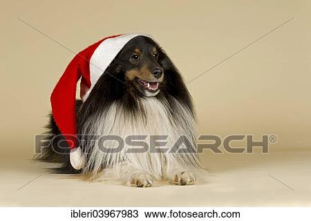 Sheltie wearing a Santa Hat View Large Photo Image Stock Image - Sheltie wearing a Santa Hat. Fotosearch