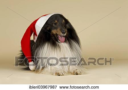 Sheltie wearing a Santa Hat View Large Photo Image Stock Photo - Sheltie wearing a Santa Hat. Fotosearch