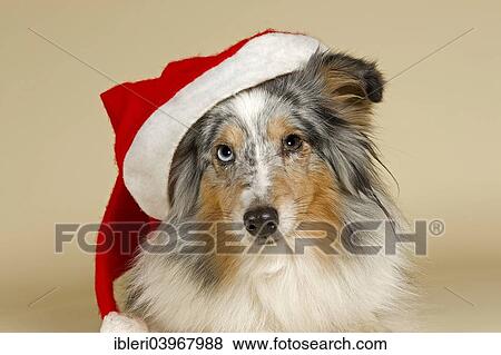 Sheltie wearing a Santa Hat View Large Photo Image Stock Photo - Sheltie wearing a Santa Hat. Fotosearch