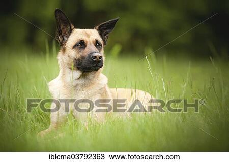 "Shepherd dog, mixed breed, female, cream, lying" View Large Photo Image Stock Image - "Shepherd dog, mixed breed, female, cream, lying". Fotosearch