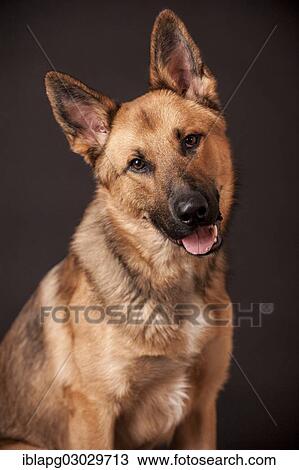 Stock Image - "Shepherd mix dog, portrait, Germany, Europe". Fotosearch