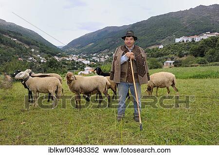 "Shepherd tending his sheep and goats, Serra de Estrela, Manteigas, Centro Region, Portugal, Europe" View Large Photo Image Stock Image - "Shepherd tending his sheep and goats, Serra de Estrela, Manteigas, Centro Region, Portugal, Europe". Fotosearch