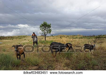 Stock Image - "Shepherd wearing traditional clothes protecting a herd of goats, Serra de Estrela, Centro Region, Portugal, Europe". Fotosearch