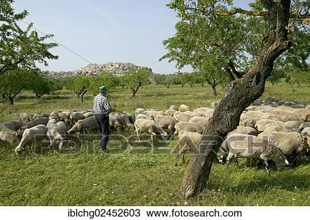 "Shepherd with his herd of ewes, village of Horta de San Juan at back, Els Ports Natural Park, Catalonia, Spain, Europe" View Large Photo Image Stock Image - "Shepherd with his herd of ewes, village of Horta de San Juan at back, Els Ports Natural Park, Catalonia, Spain, Europe". Fotosearch