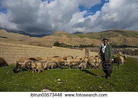 "Shepherd with his sheep, Ahmed Awa, Iraqi Kurdistan, Iraq, Asia" View Large Photo Image Stock Photo - "Shepherd with his sheep, Ahmed Awa, Iraqi Kurdistan, Iraq, Asia". Fotosearch