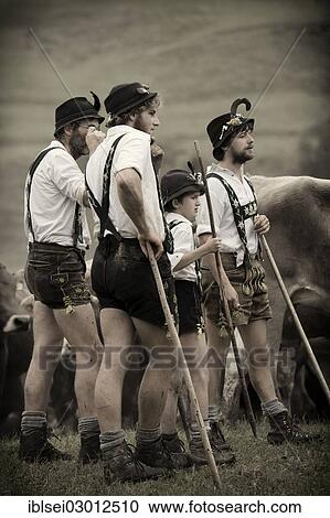 "Shepherds in front of a herd of cattle during the Viehscheid cattle drive, Gunzesried, Allgau, Bavaria, Germany, Europe" View Large Photo Image Stock Image - "Shepherds in front of a herd of cattle during the Viehscheid cattle drive, Gunzesried, Allgau, Bavaria, Germany, Europe". Fotosearch
