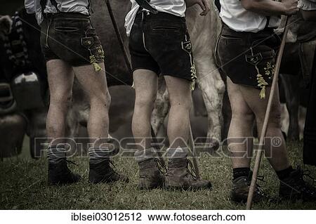 "Shepherds legs in front of a herd of cattle during the Viehscheid cattle drive, Gunzesried, Allgau, Bavaria, Germany, Europe" View Large Photo Image Stock Image - "Shepherds legs in front of a herd of cattle during the Viehscheid cattle drive, Gunzesried, Allgau, Bavaria, Germany, Europe". Fotosearch