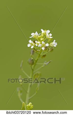"Shepherd's Purse (Capsella bursa-pastoris), North Rhine-Westphalia, Germany, Europe" View Large Photo Image Stock Image - "Shepherd's Purse (Capsella bursa-pastoris), North Rhine-Westphalia, Germany, Europe". Fotosearch